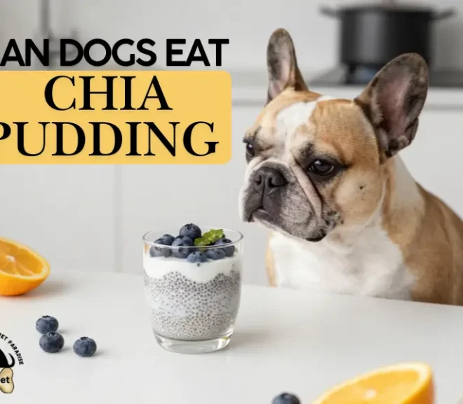 Can Dogs Eat Chia Pudding? Risks Benefits and Safe Alternatives!