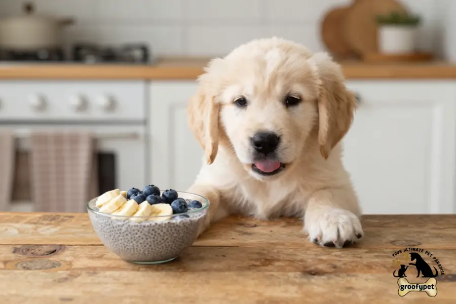 can dogs eat chia pudding