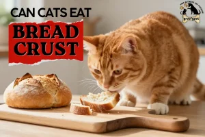 can cats eat bread crust