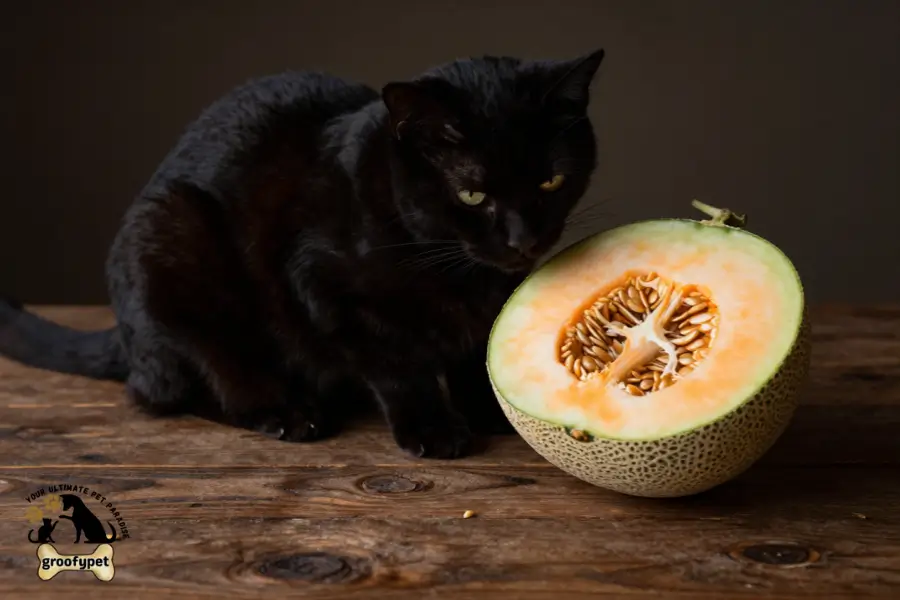 can cats eat cantaloupe