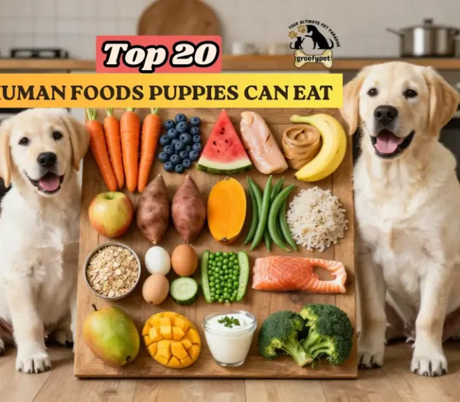 Top 20 Human Foods Puppies Can Eat