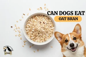 can dogs eat oat bran