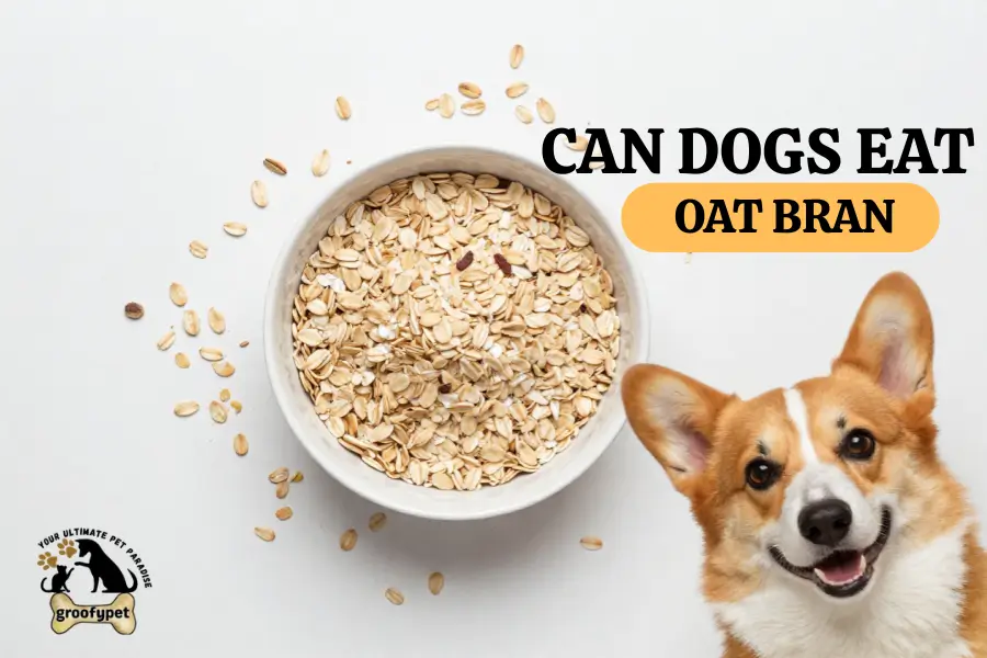 can dogs eat oat bran