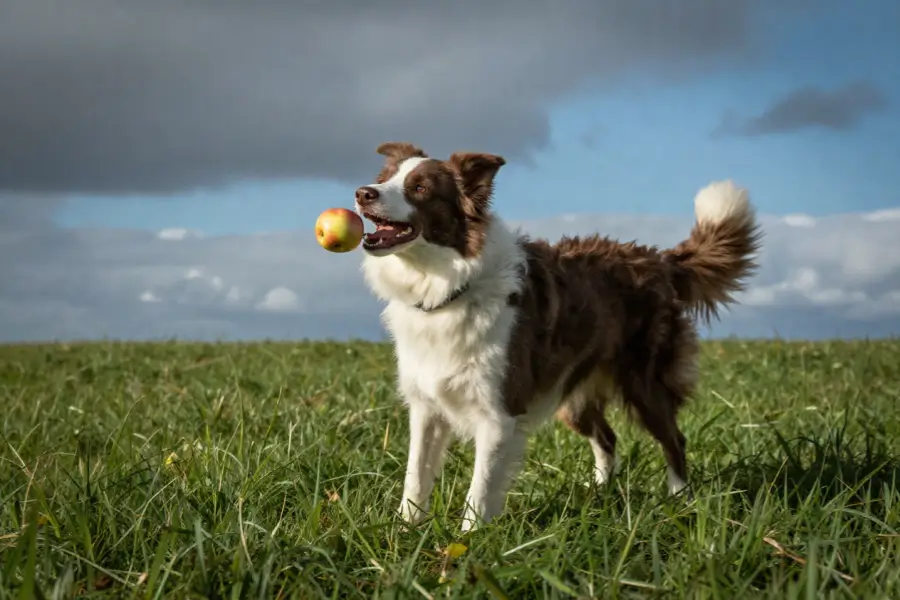 can dogs eat honeycrisp apples