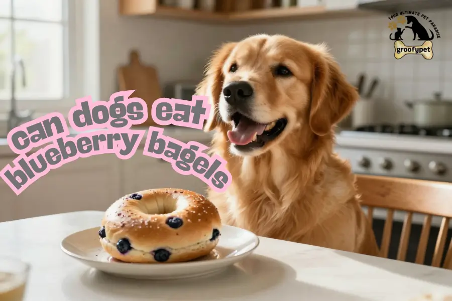 can dogs eat blueberry bagels