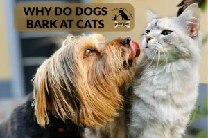 why do dogs bark at cats