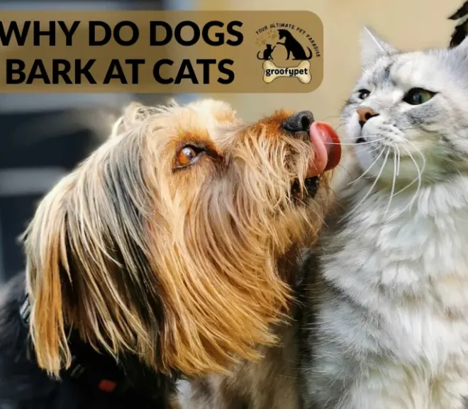 Why Do Dogs Bark at Cats? 10 Reasons and Proven Solutions!