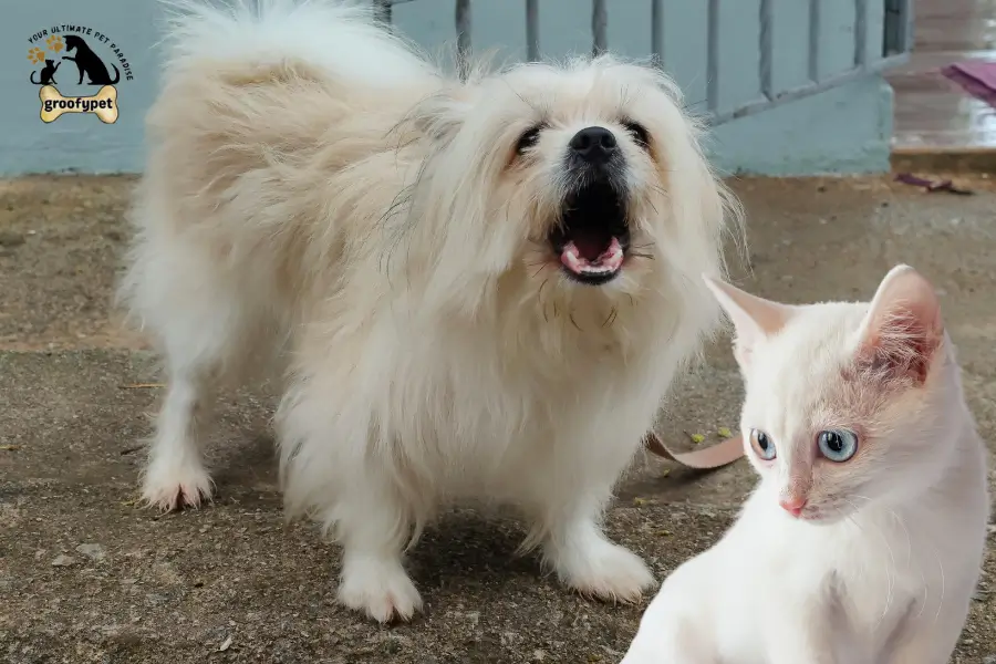 why do dogs bark at cats