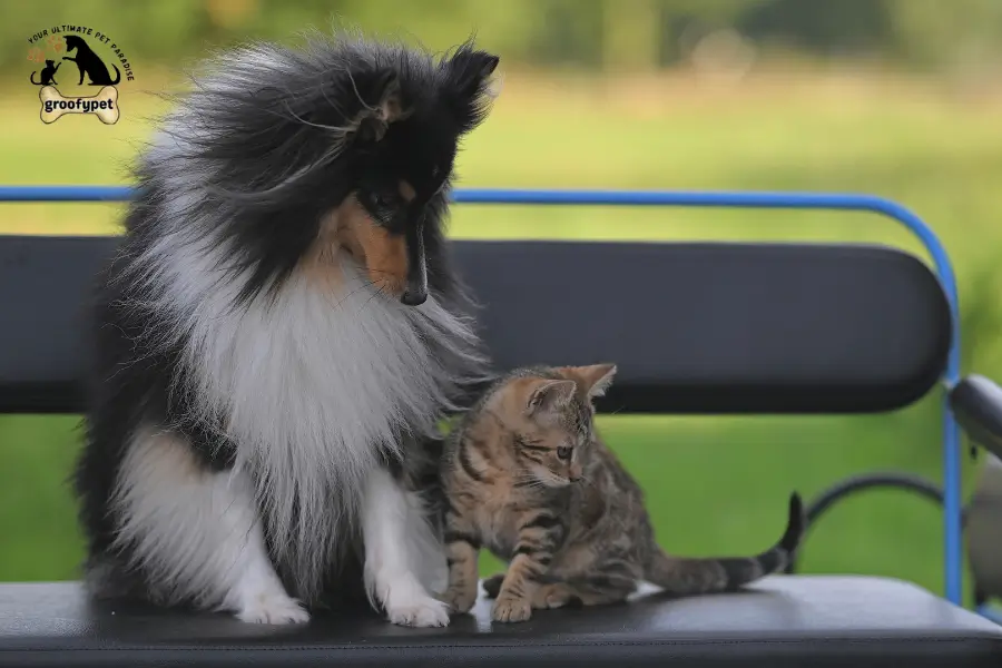 why do dogs bark at cats
