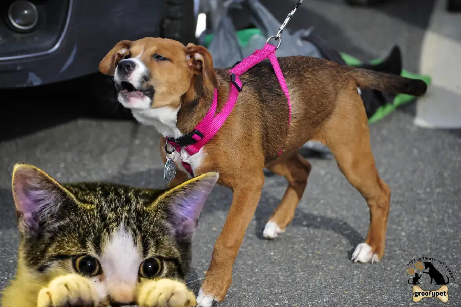 why do dogs bark at cats