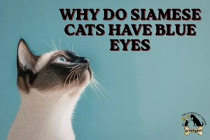 why do siamese cats have blue eyes