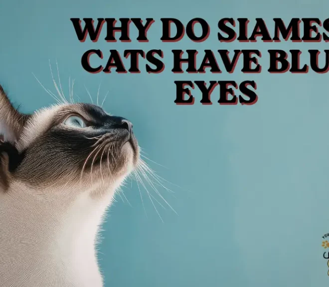 10 Fascinating Reasons Why Do Siamese Cats Have Blue Eyes