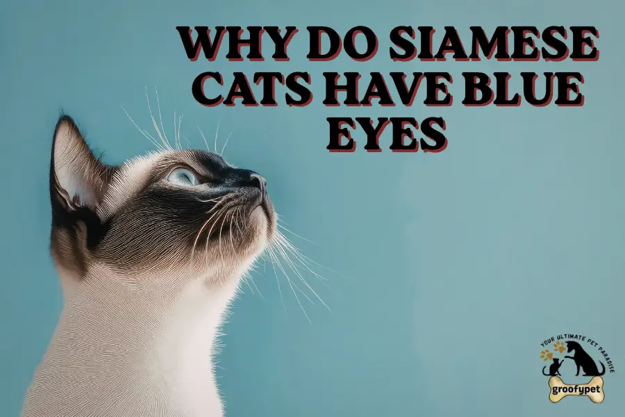 why do siamese cats have blue eyes