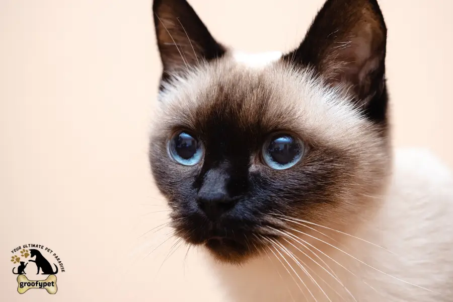 why do siamese cats have blue eyes