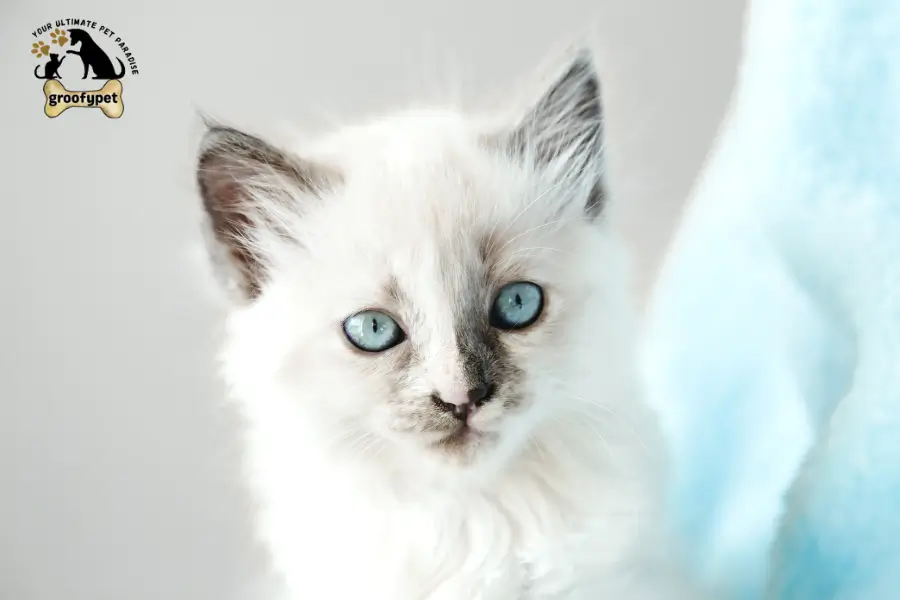 why do siamese cats have blue eyes