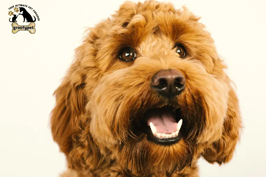 goldendoodle summer haircut