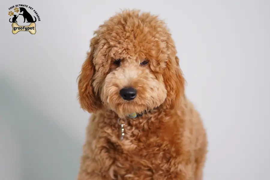 goldendoodle summer haircut