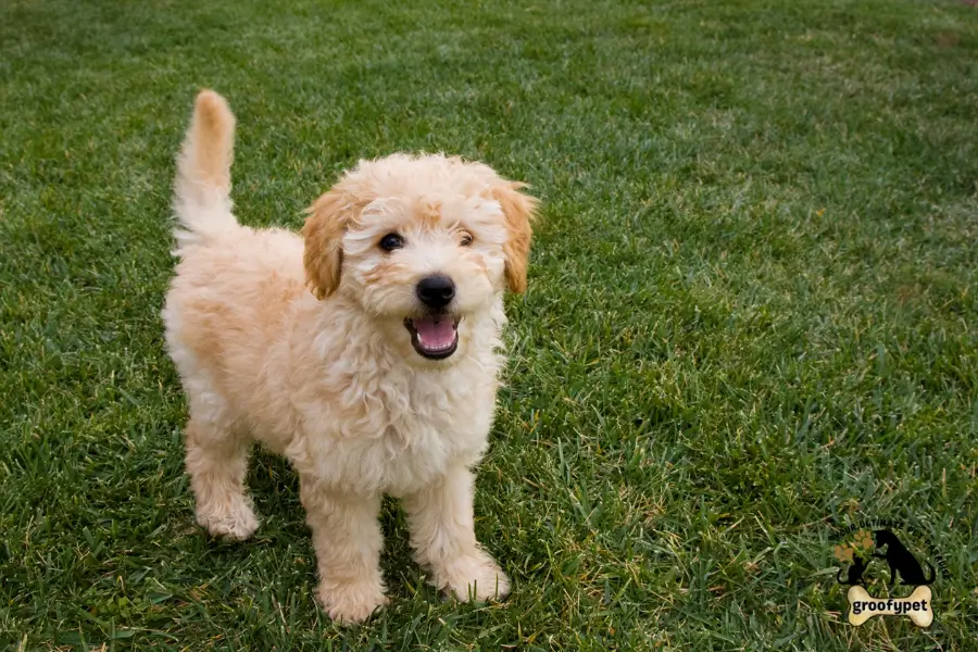 goldendoodle summer haircut