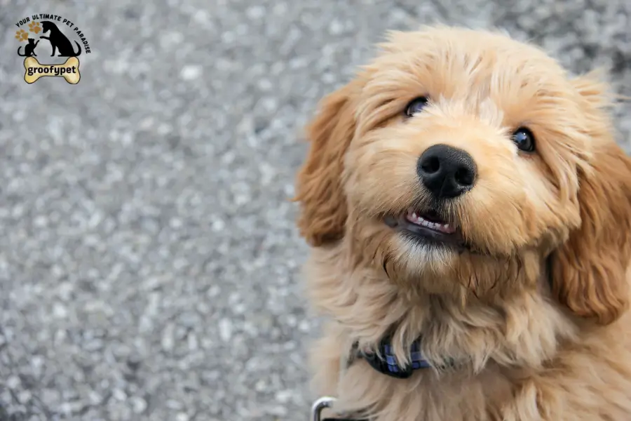 goldendoodle summer haircut