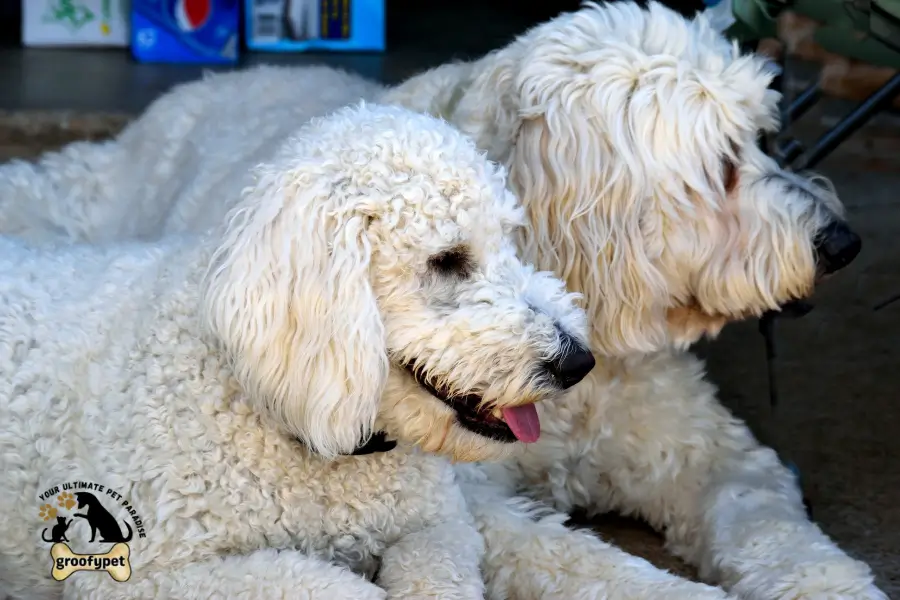 goldendoodle summer haircut