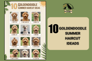 goldendoodle summer haircut
