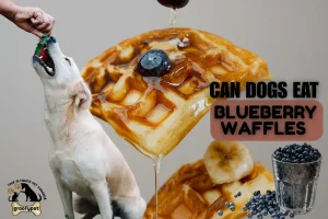 can dogs eat blueberry waffles