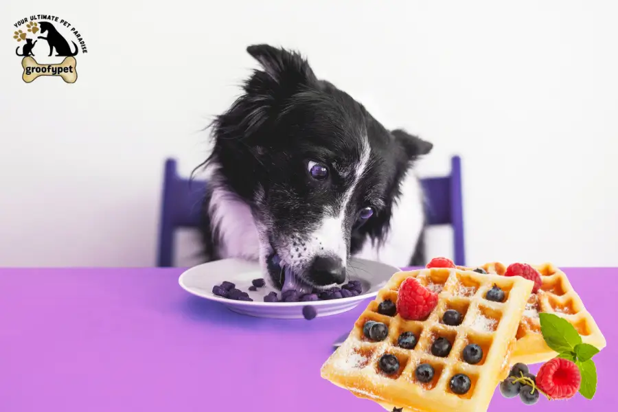 can dogs eat blueberry waffles