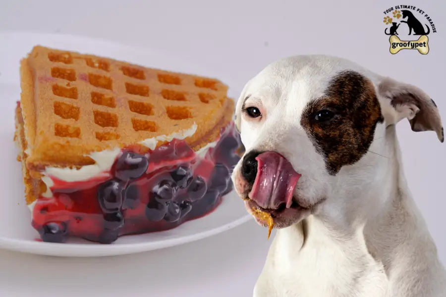 can dogs eat blueberry waffles