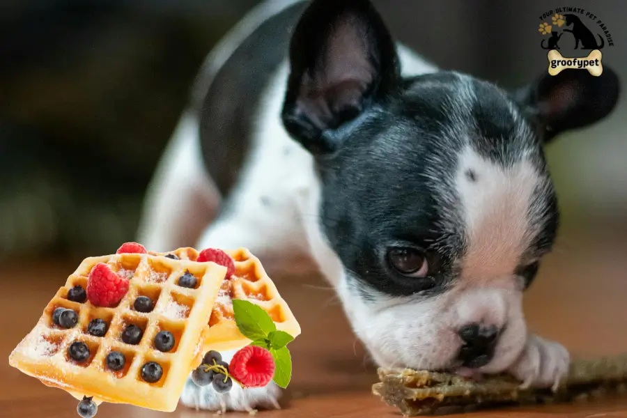 can dogs eat blueberry waffles