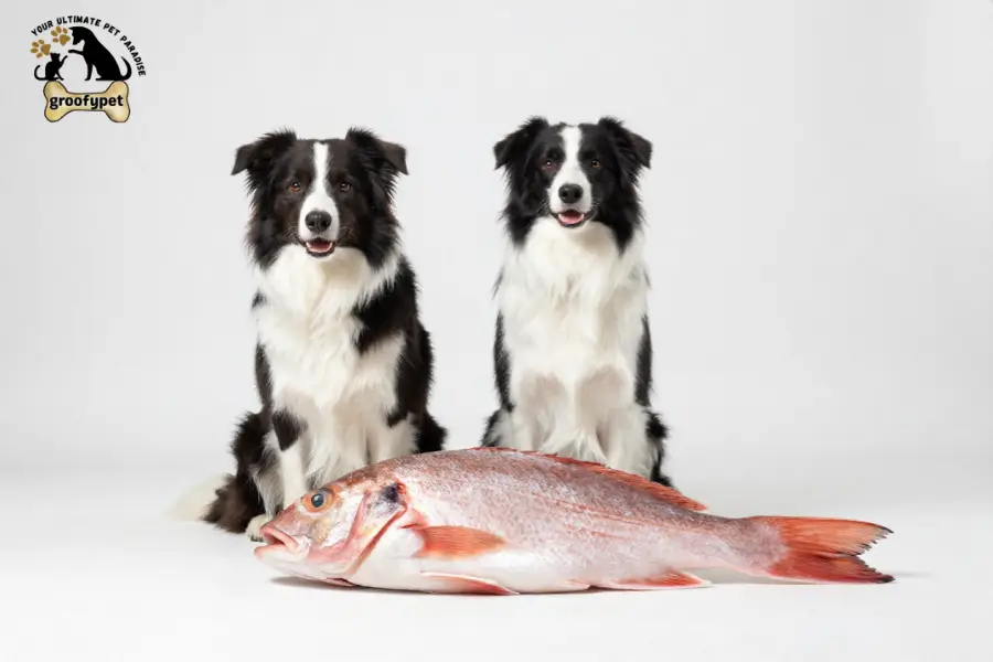 Can dogs eat snapper