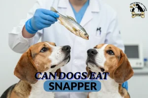 Can dogs eat snapper