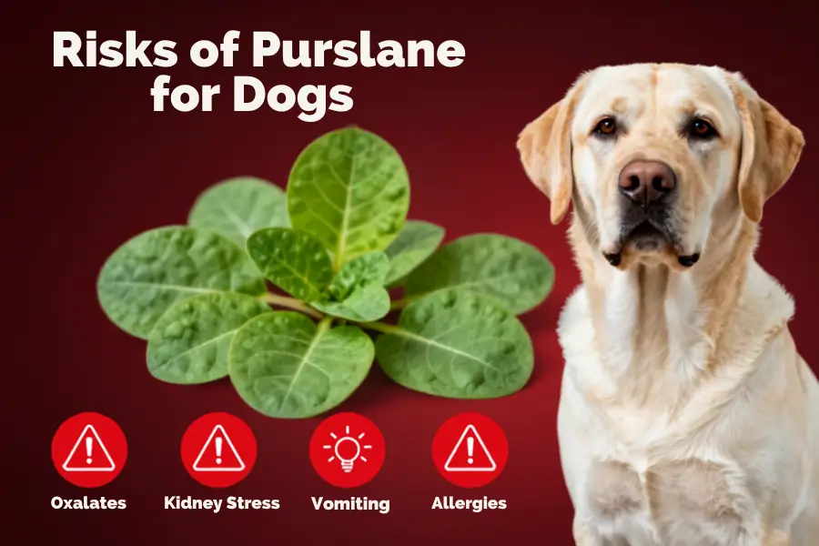 is purslane toxic to dogs