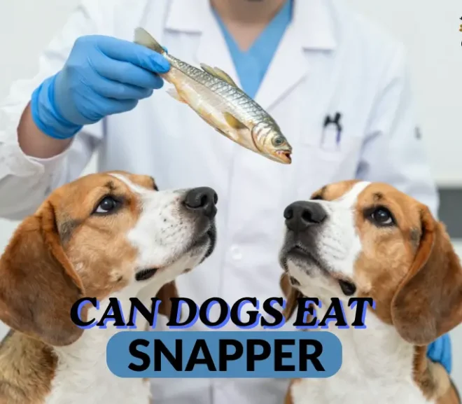 Can Dogs Eat Snapper? Benefits, Risks, and Safe Feeding Guide!