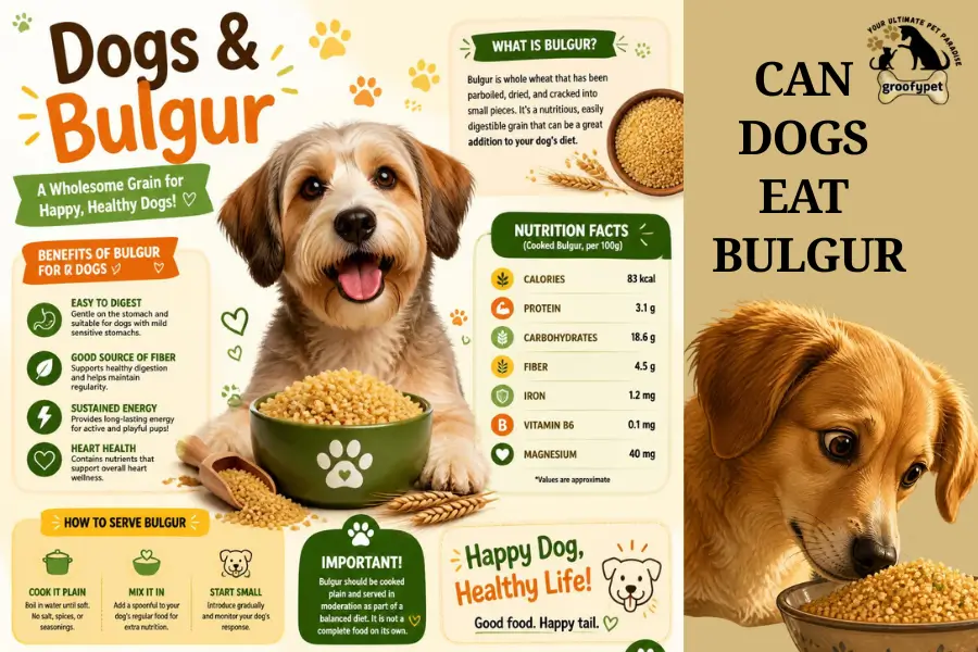 Can Dogs Eat Bulgur