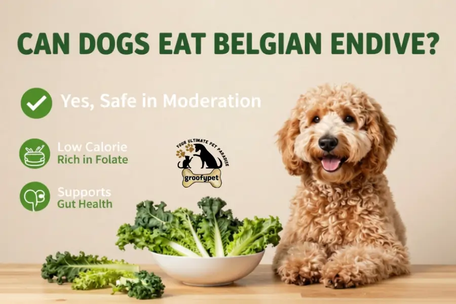 can dogs eat endive