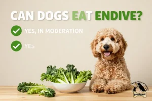 can dogs eat endive