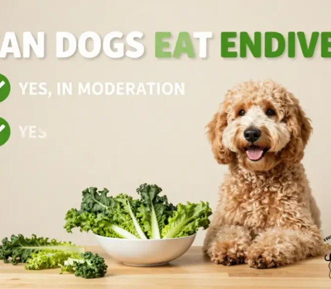 Can Dogs Eat Endive? Benefits, Risks, Serving Tips & Vet Advice