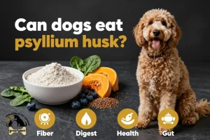 can dogs eat psyllium husk