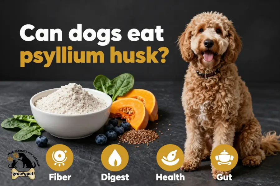 can dogs eat psyllium husk