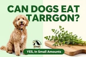 can dogs eat tarragon