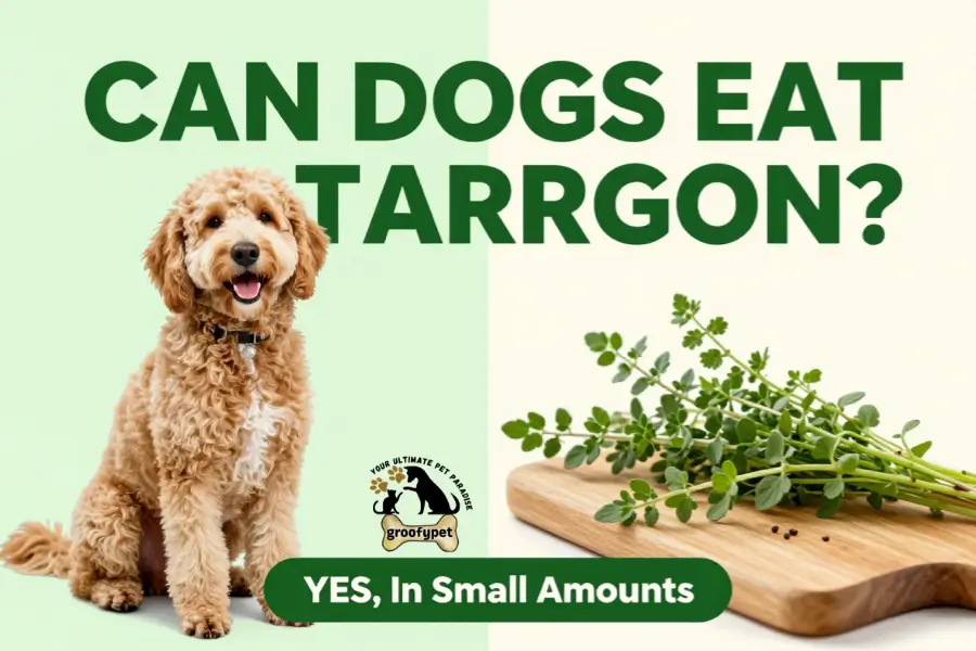can dogs eat tarragon