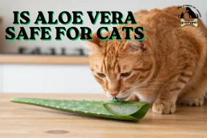 is aloe vera safe for cats