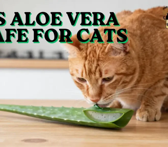 Is Aloe Vera Safe for Cats? No — Vet Opinions Explained