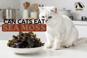 Can Cats Eat Sea Moss
