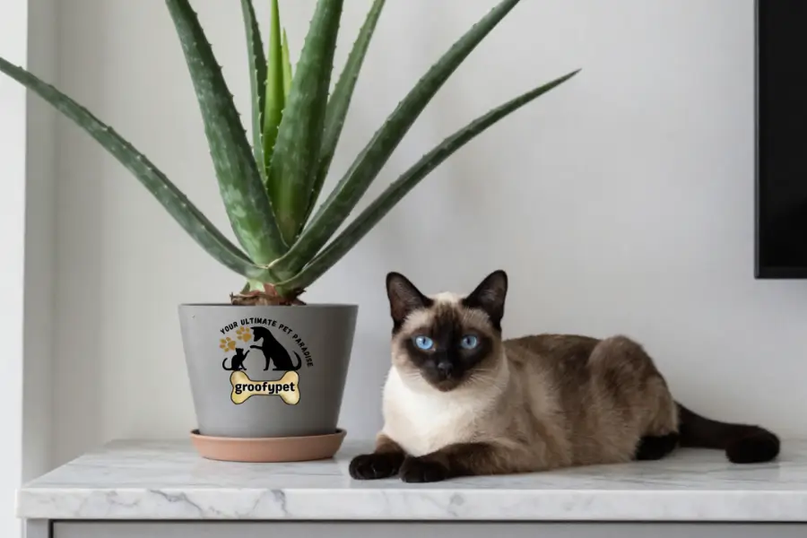 is aloe vera safe for cats