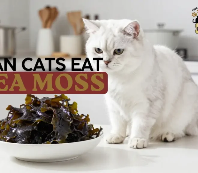Can Cats Eat Sea Moss? Benefits, Risks, and Safe Feeding Guide!