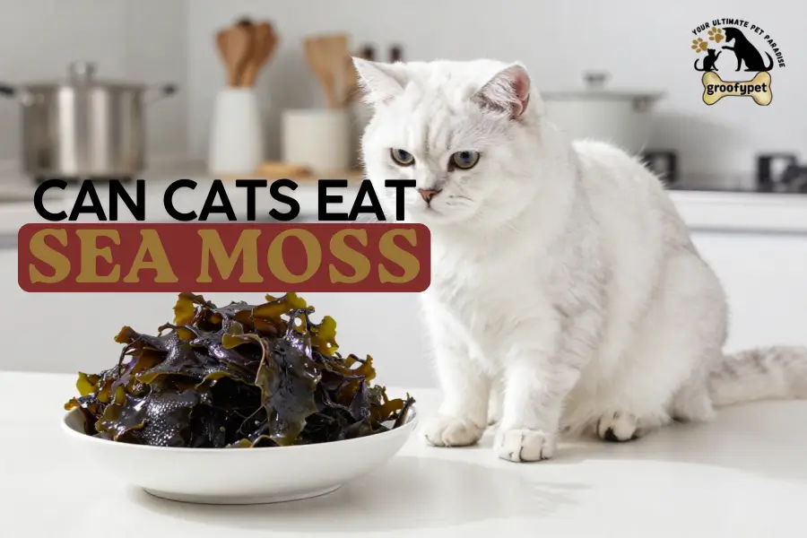 Can Cats Eat Sea Moss