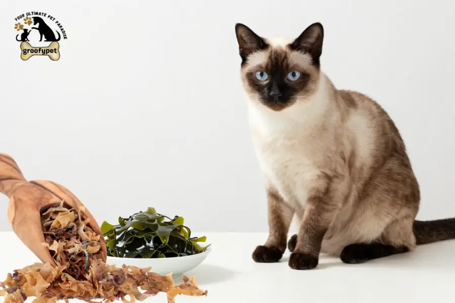 Can Cats Eat Sea Moss
