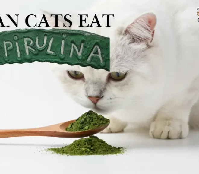 Can Cats Eat Spirulina? Benefits, Risks, and Safe Feeding Guide