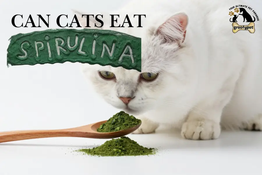 Can cats eat spirulina